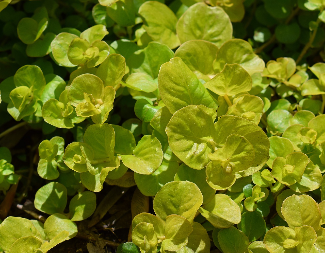 golden moneywort ground cover plant free photo