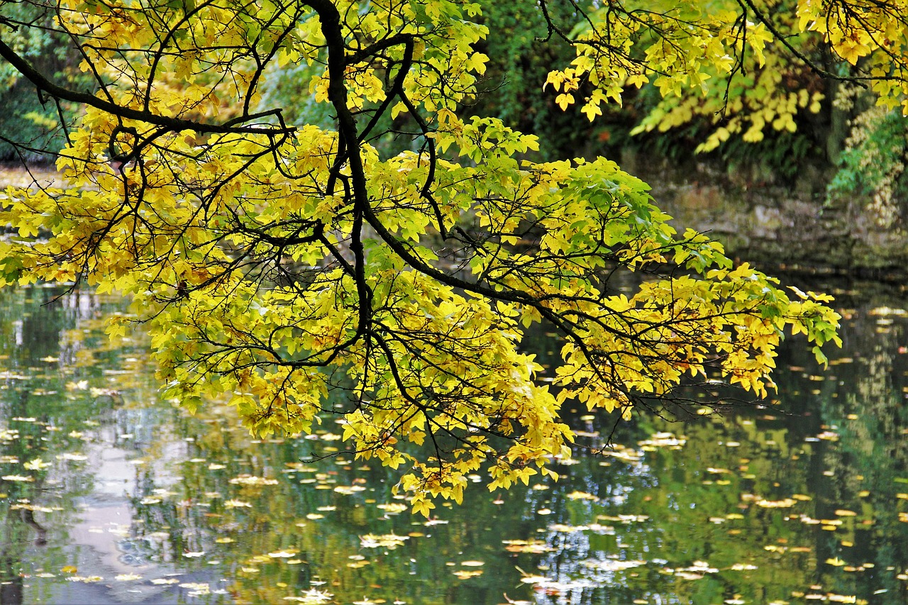 golden october autumn idyll fall foliage free photo