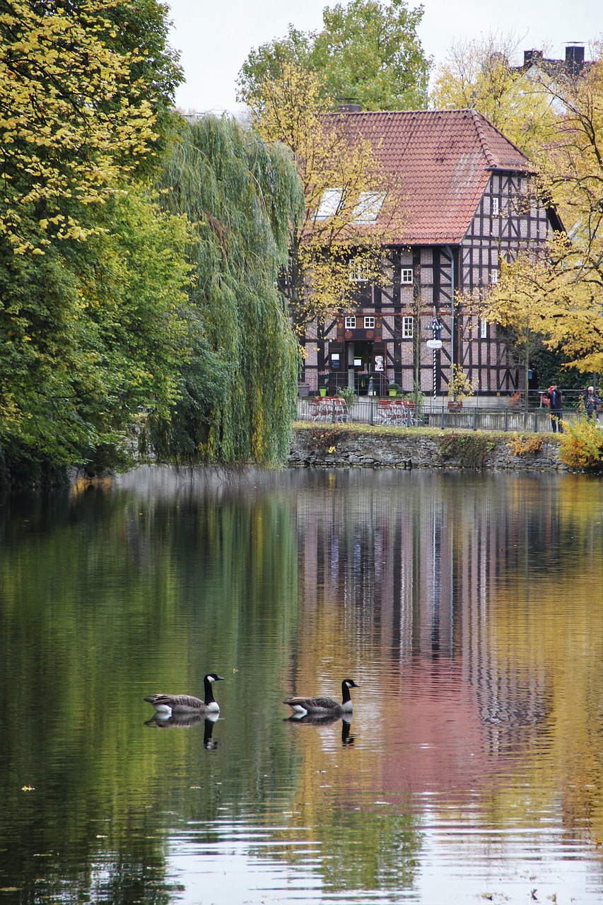 golden october at the pond nils goose couple free photo