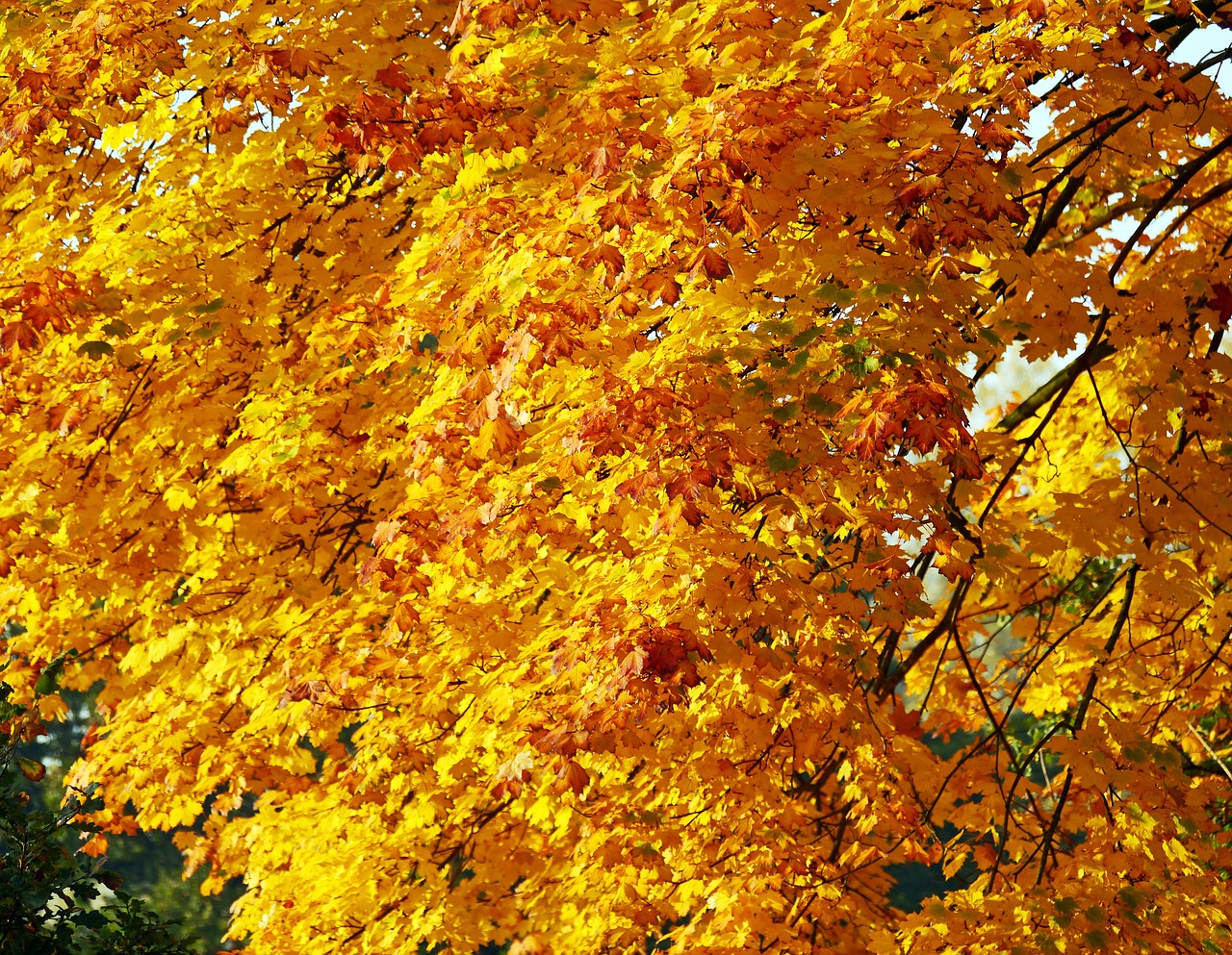 golden october fall leaves fall color free photo