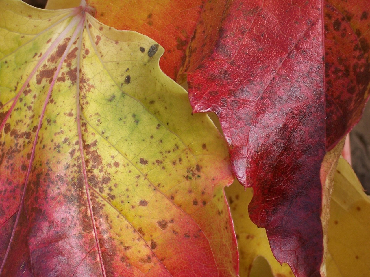 golden october leaves autumn free photo