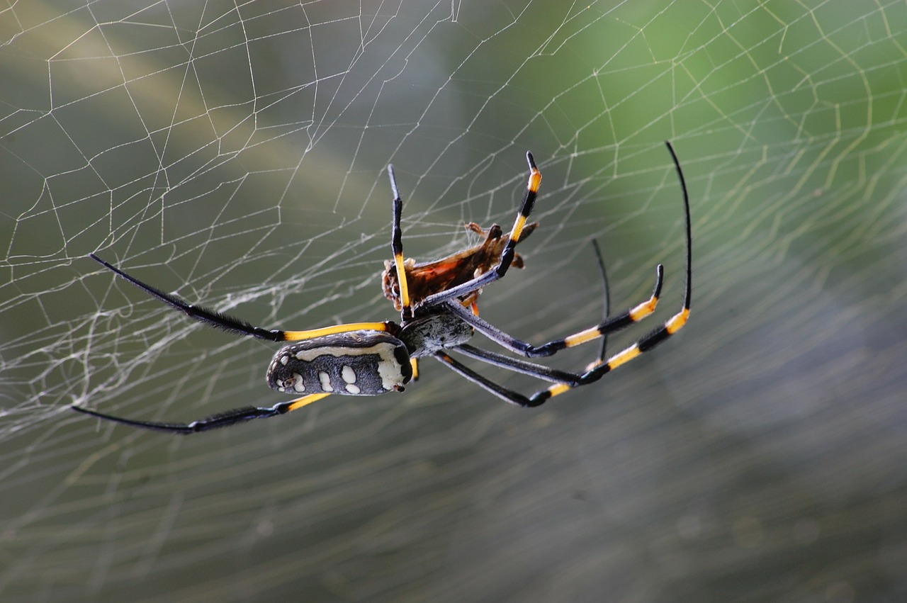 golden orb spider spider spider web free photo