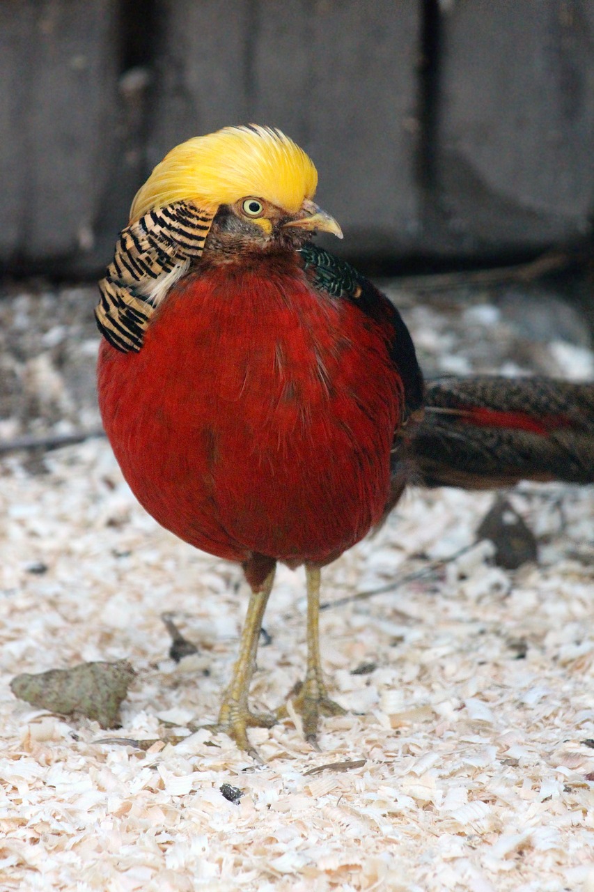 golden pheasant chrysolophus pictus or pheasant free photo