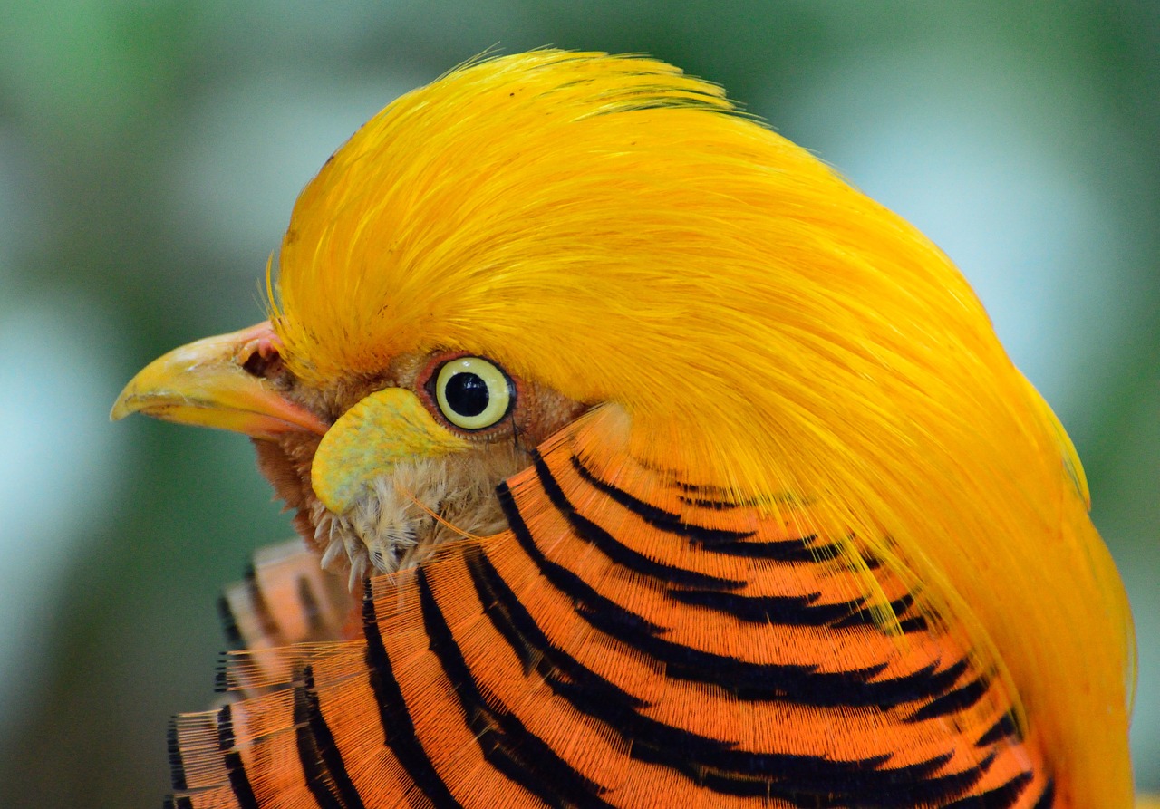 golden pheasant bird exotic free photo