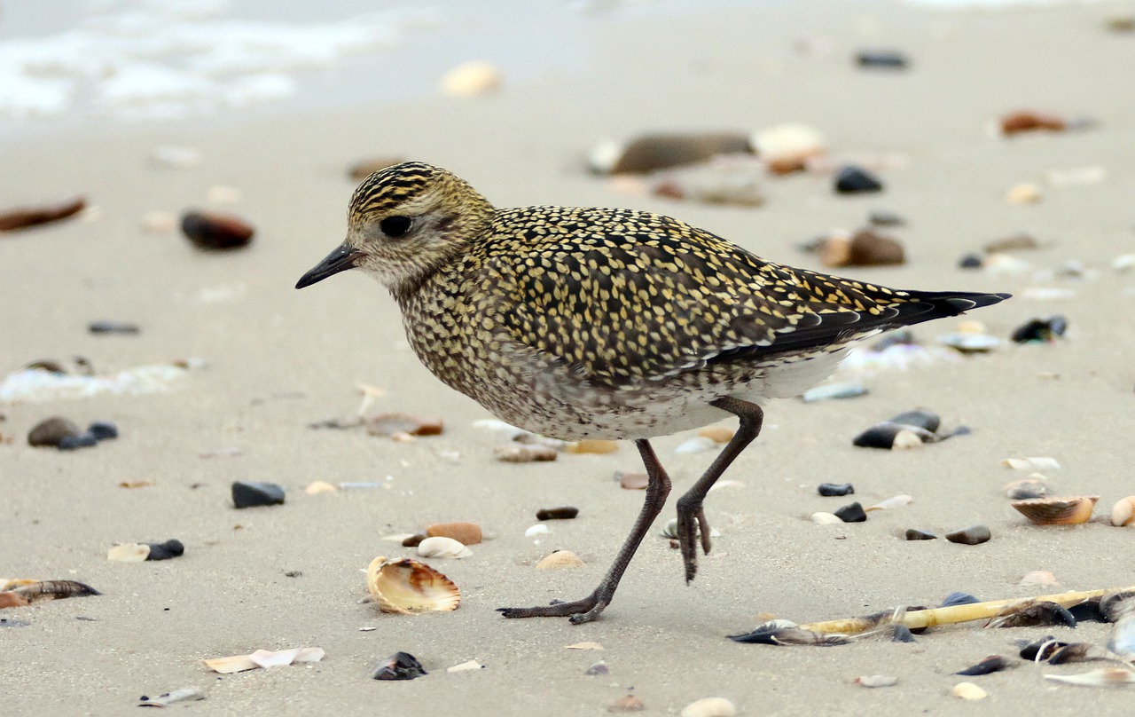 golden plover  bird  beach free photo