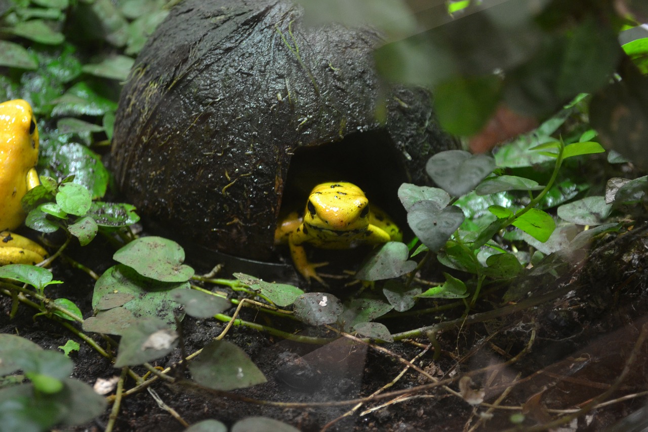 golden poison frog frog phyllobates terribilis free photo