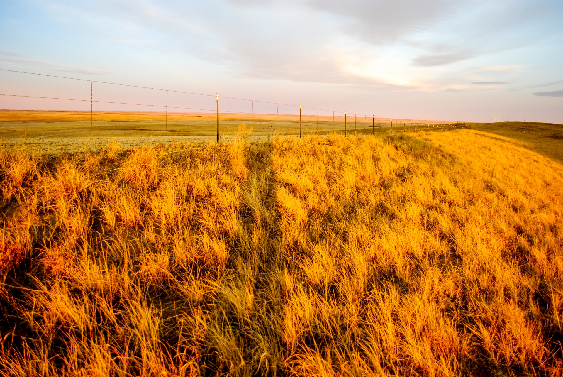 prairie grass sunlight free photo