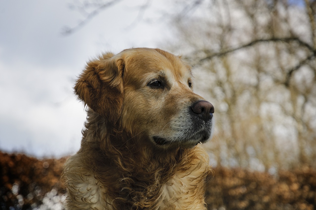 golden retriever pet dog free photo