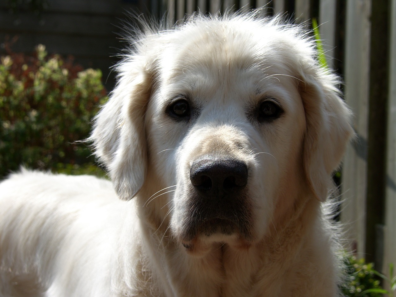 golden retriever dog looks in camera shiny coat free photo