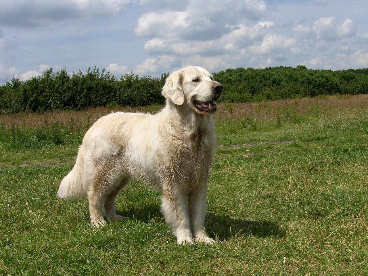 golden retriever wet fur swimming free photo