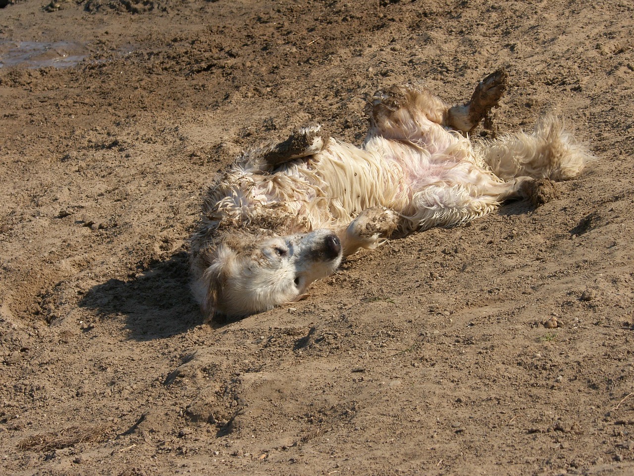 golden retriever sandy roles mud dog free photo