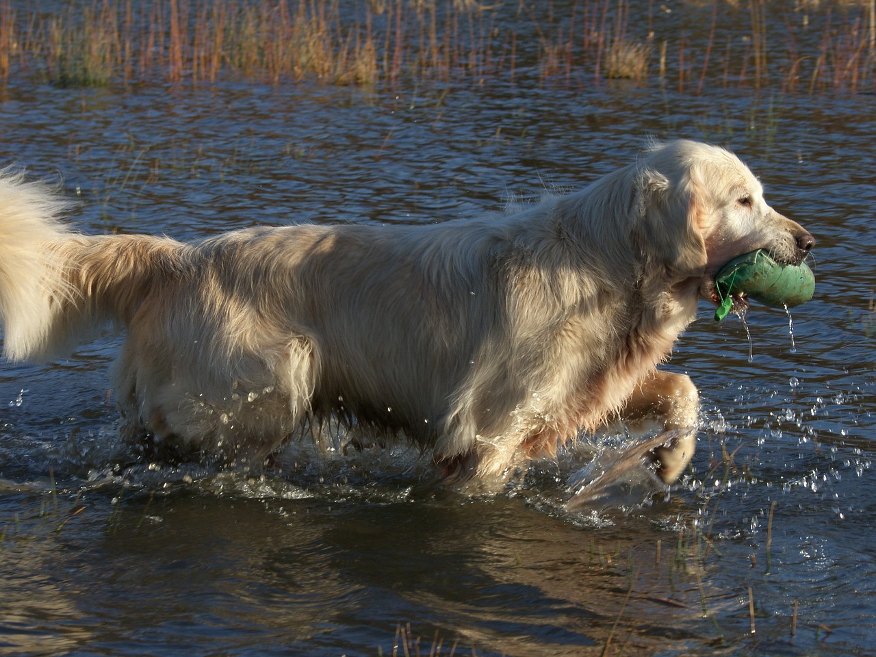 golden retriever dog pet free photo