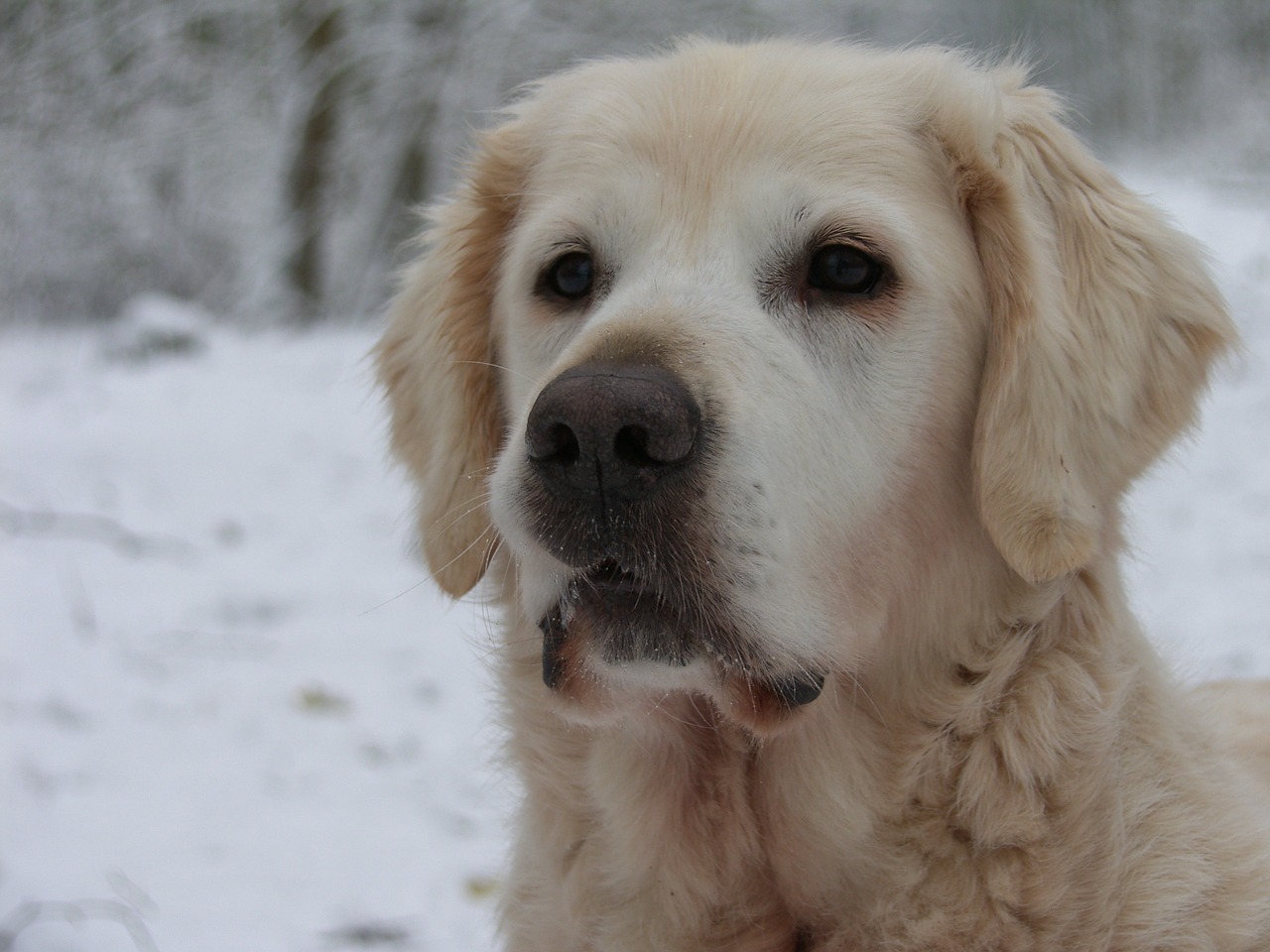 golden retriever dog animal free photo