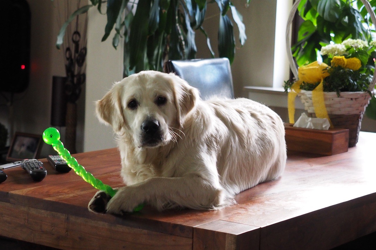 golden retriever dog hundeportrait free photo