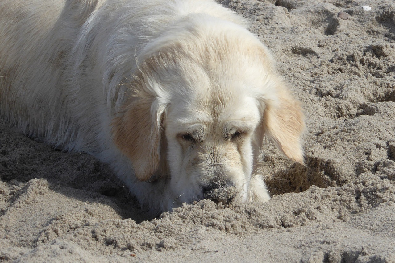 golden retriever dog beach free photo