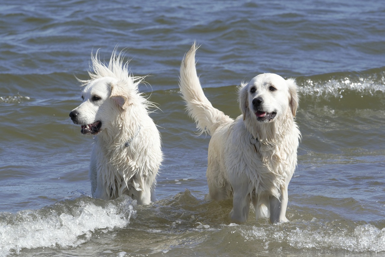 golden retriever dogs ginger and grace free photo