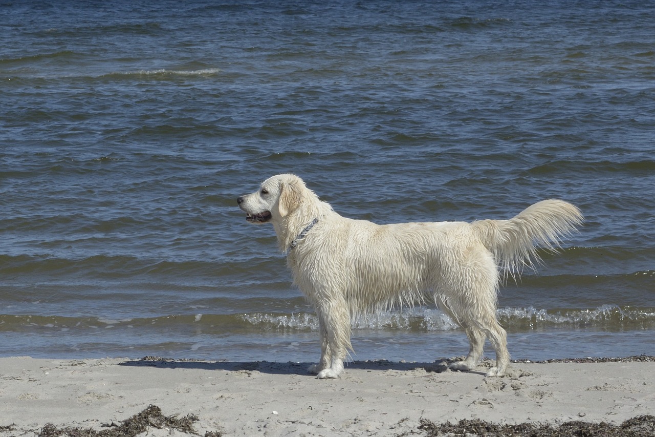 golden retriever dogs grace of golden heathland free photo
