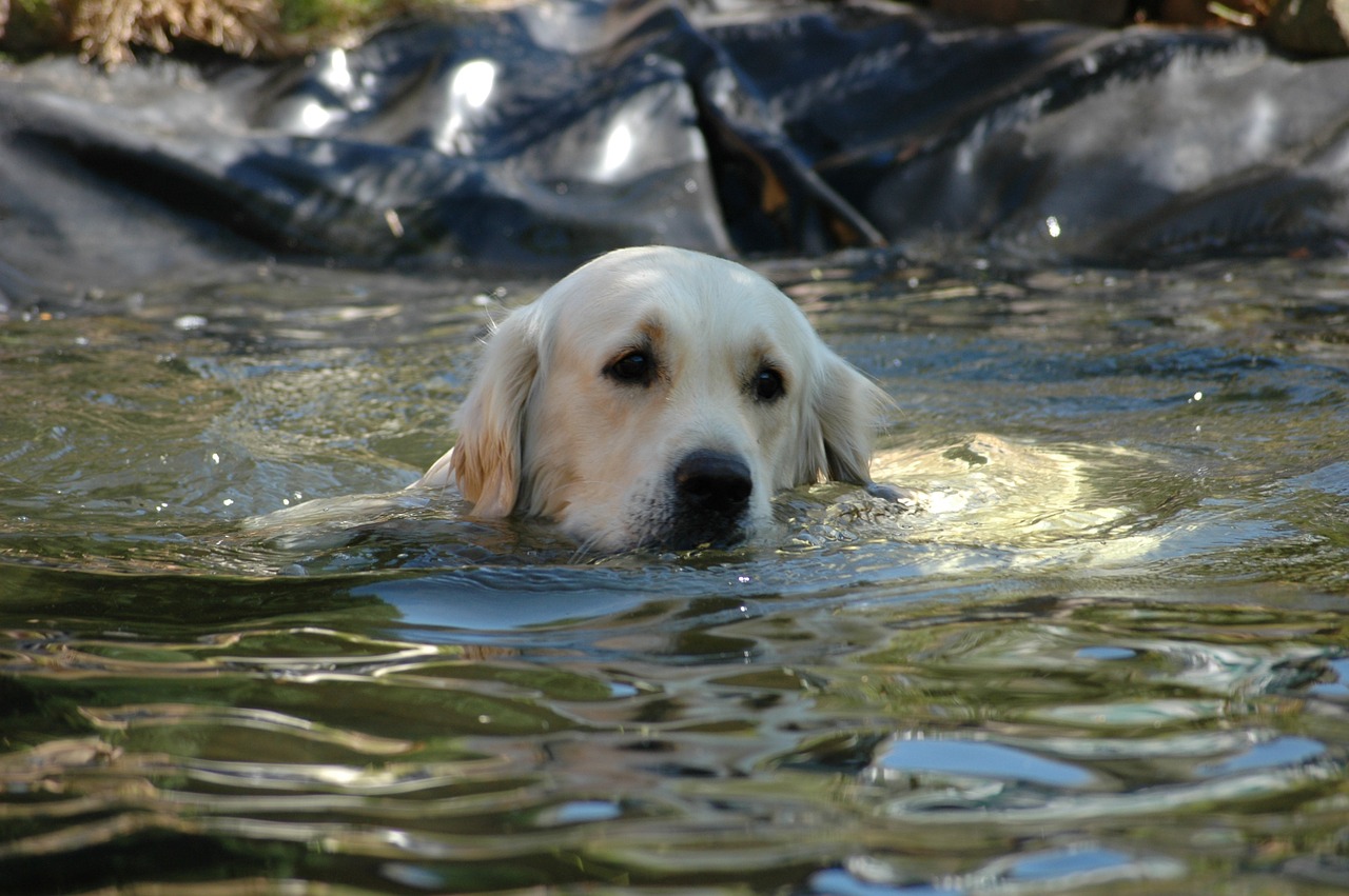 golden retriever dog pond free photo