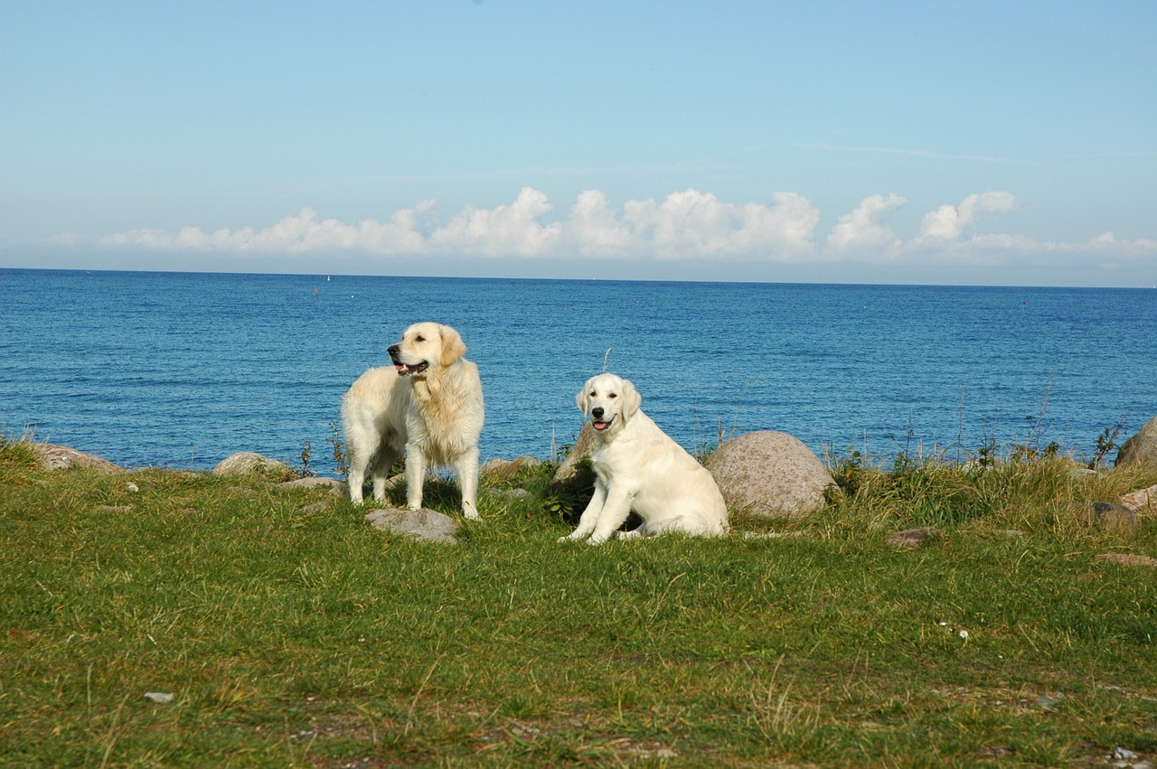 golden retriever sea dogs free photo