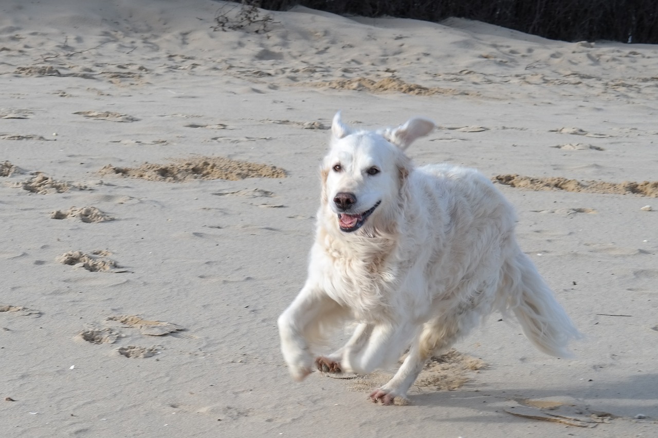 golden retriever dog beach free photo