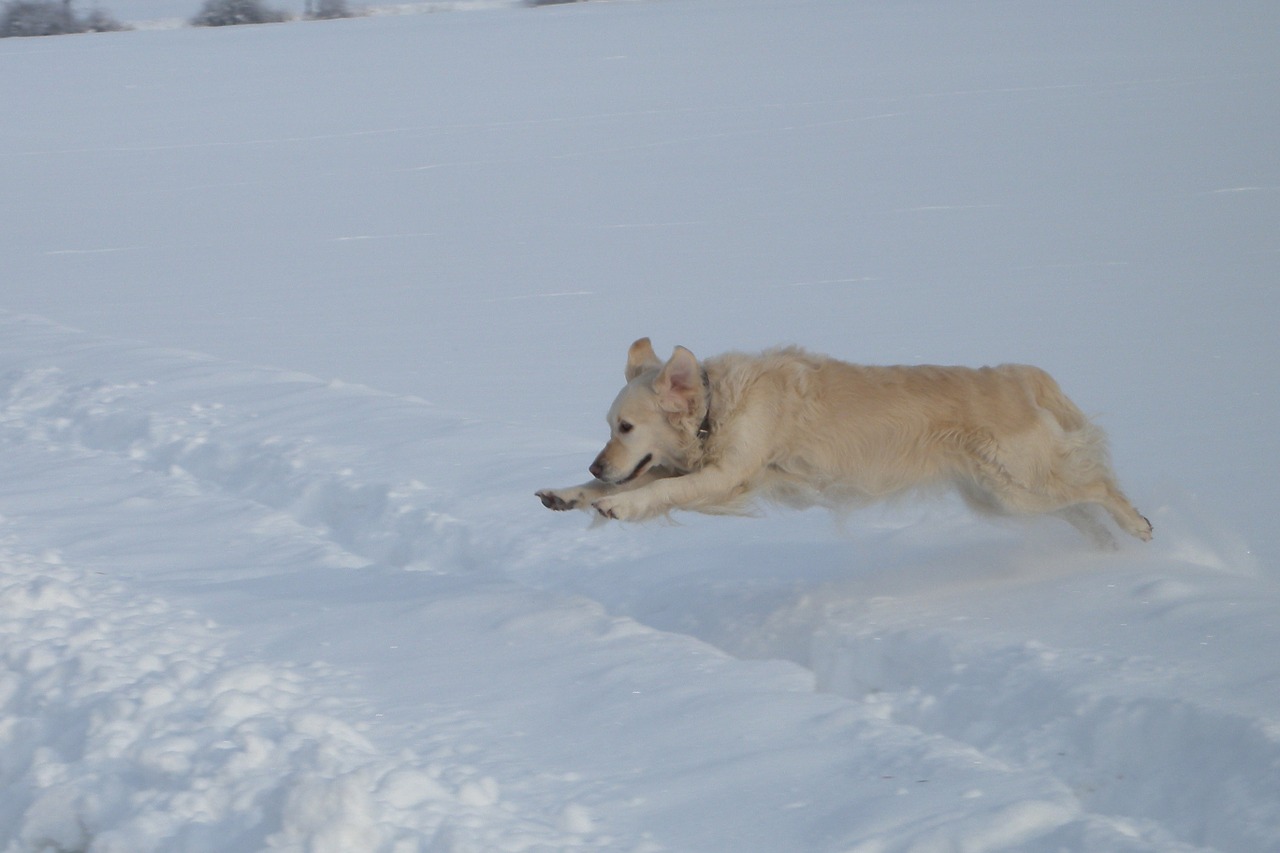 golden retriever dog snow free photo