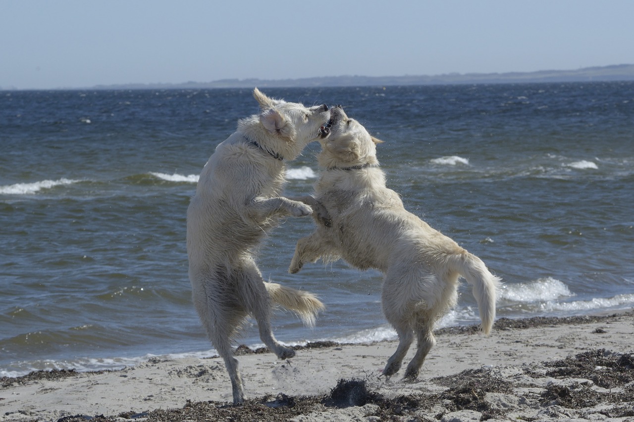 golden retriever dog ginger and grace free photo