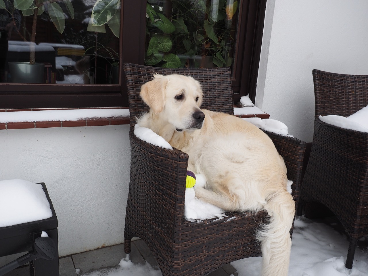 golden retriever dog snow free photo