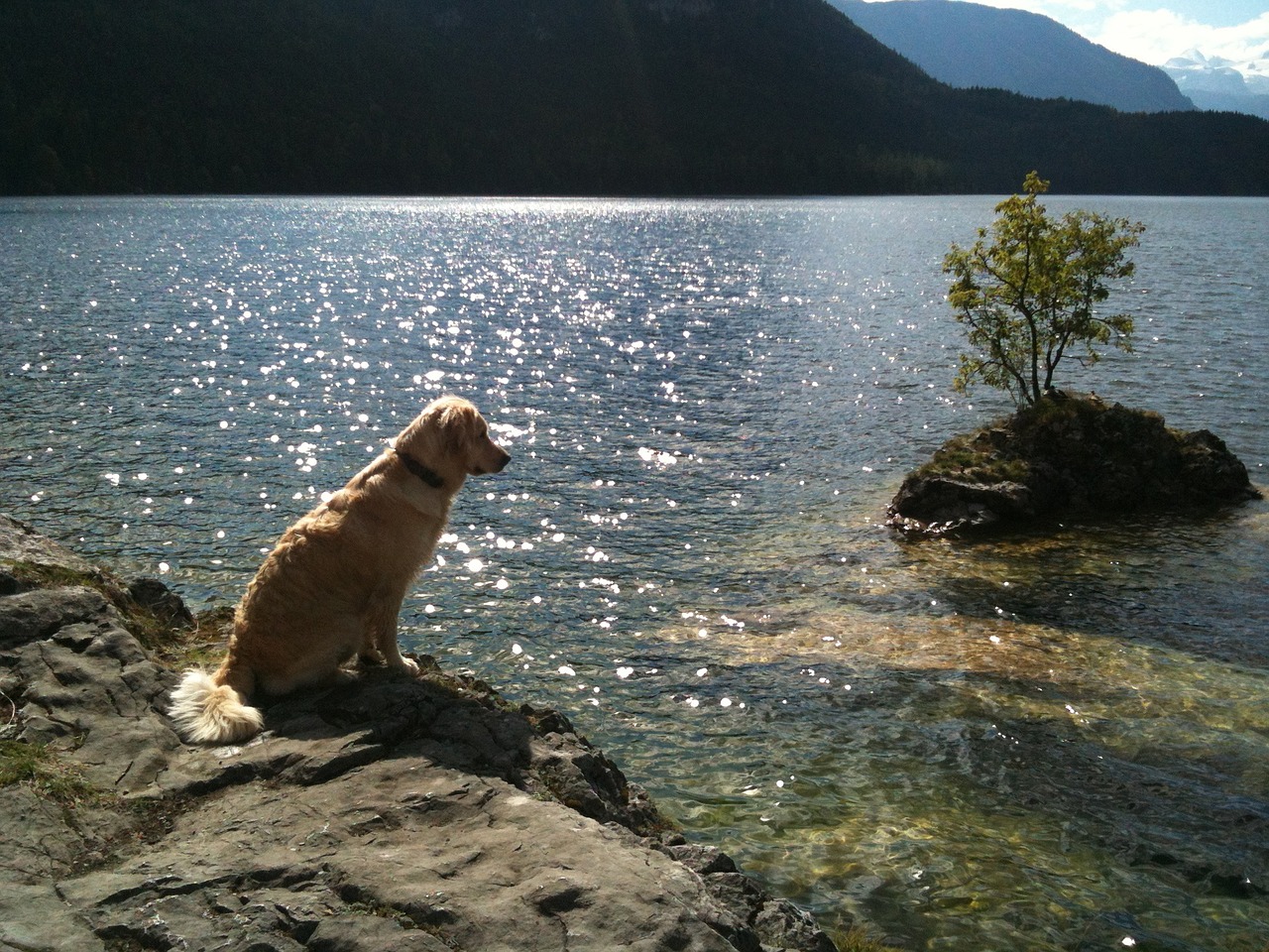 golden retriever lake nature free photo