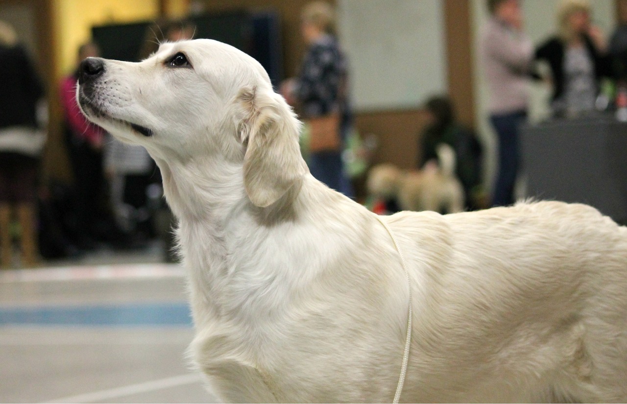 golden retriever golden cute free photo