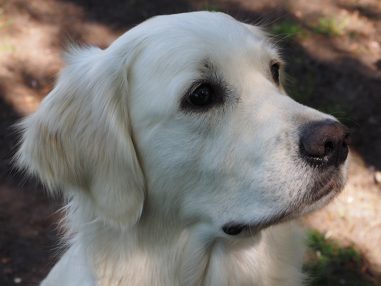 golden retriever dogs grace of golden heathland free photo