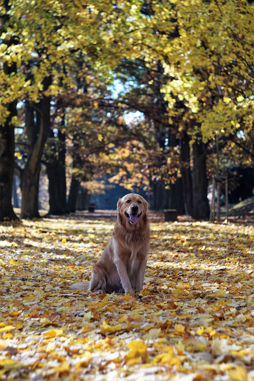 golden retriever autumn leaves free photo
