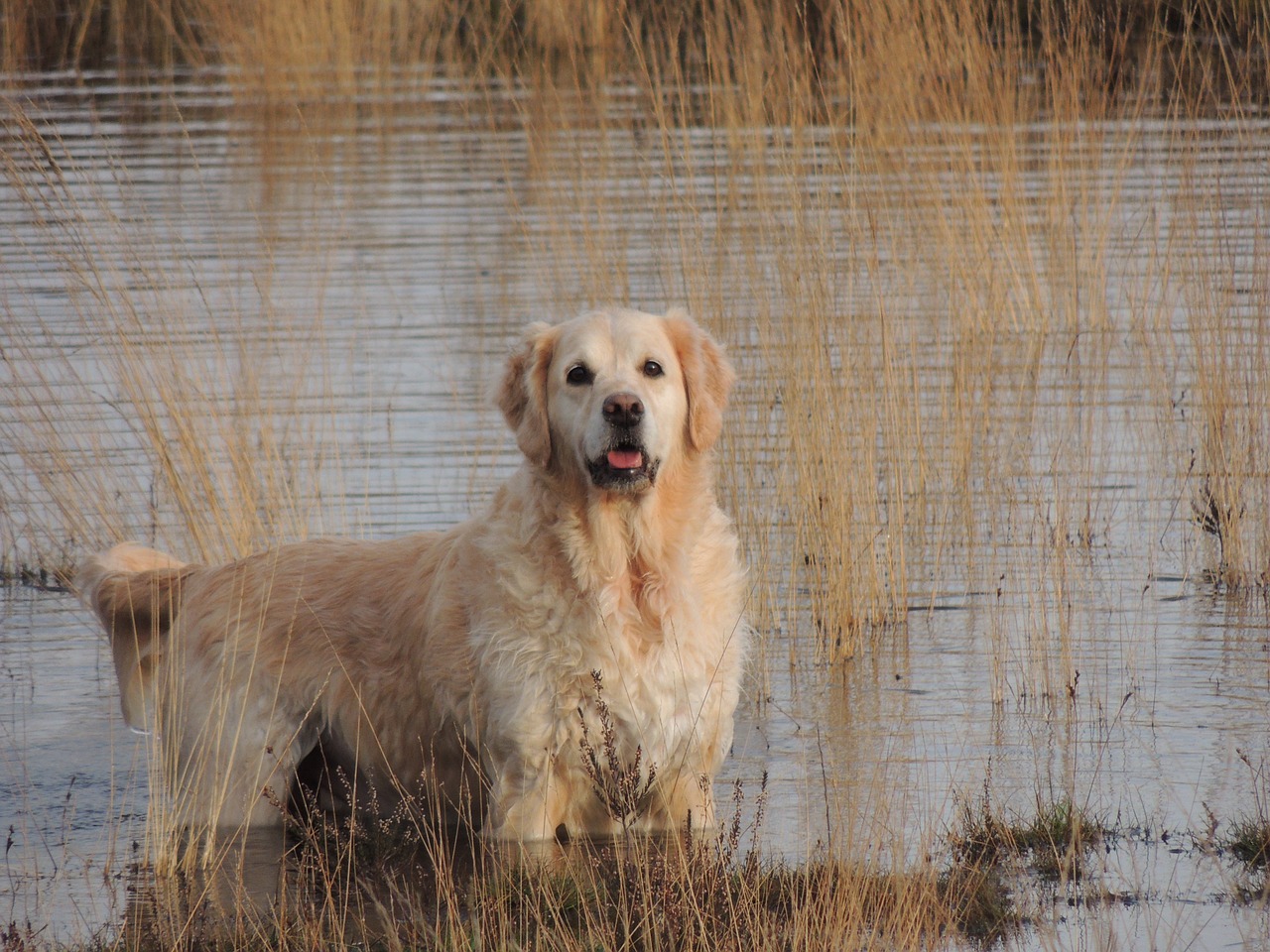 golden retriever dog pet free photo