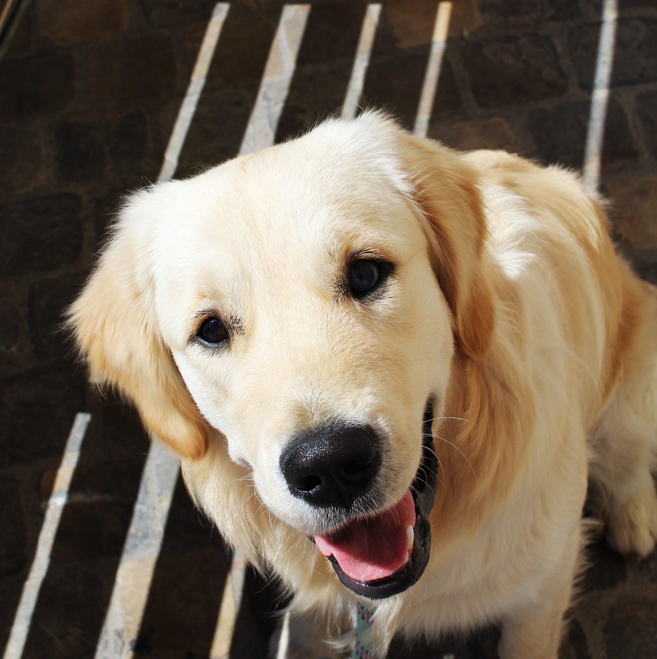 golden retriever dog animal free photo