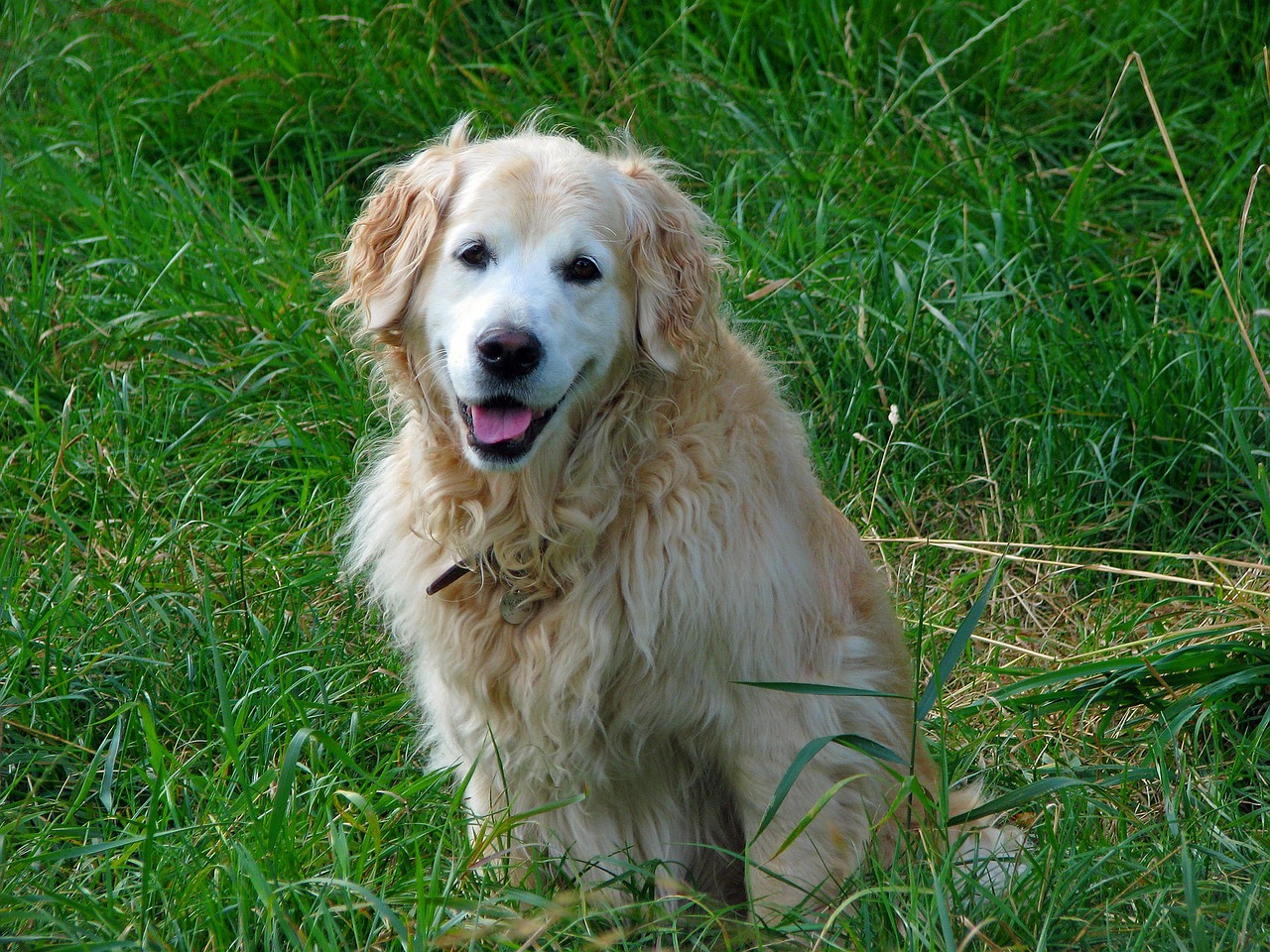 golden retriever dog retriever free photo