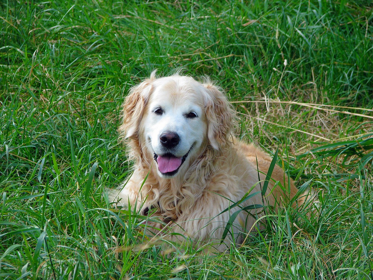 golden retriever dog retriever free photo