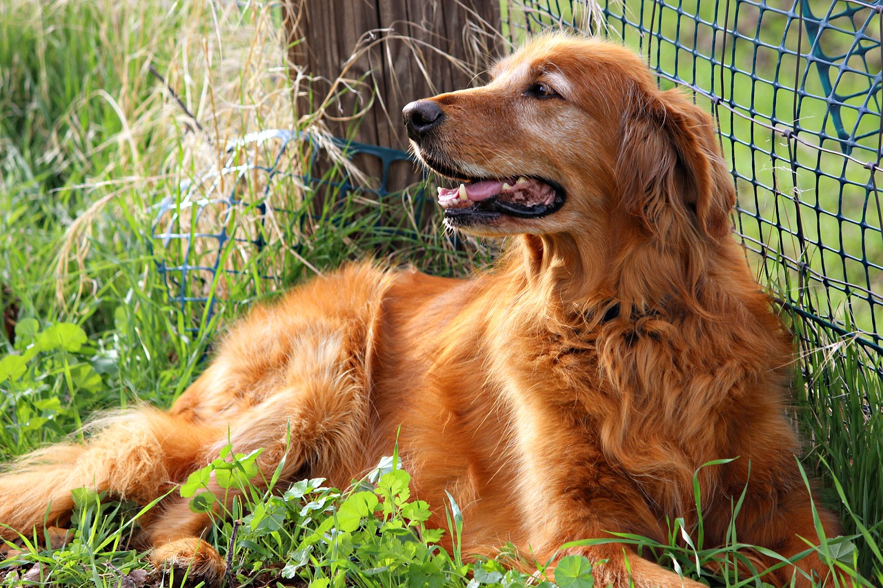 golden retriever happy dog free photo