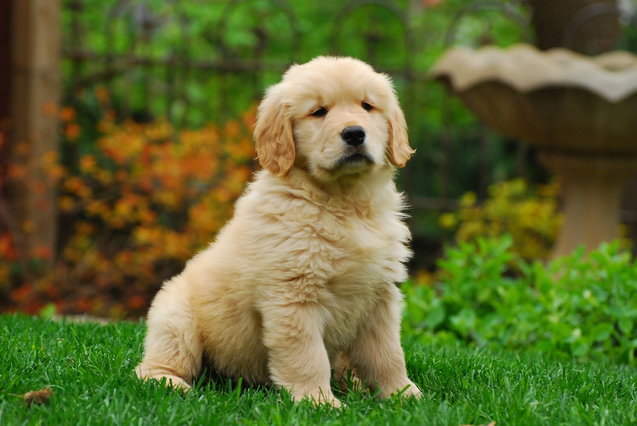 golden retriever puppy canine free photo