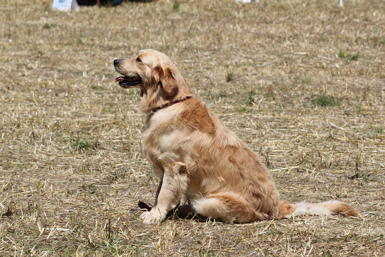 golden retriever animal dog free photo