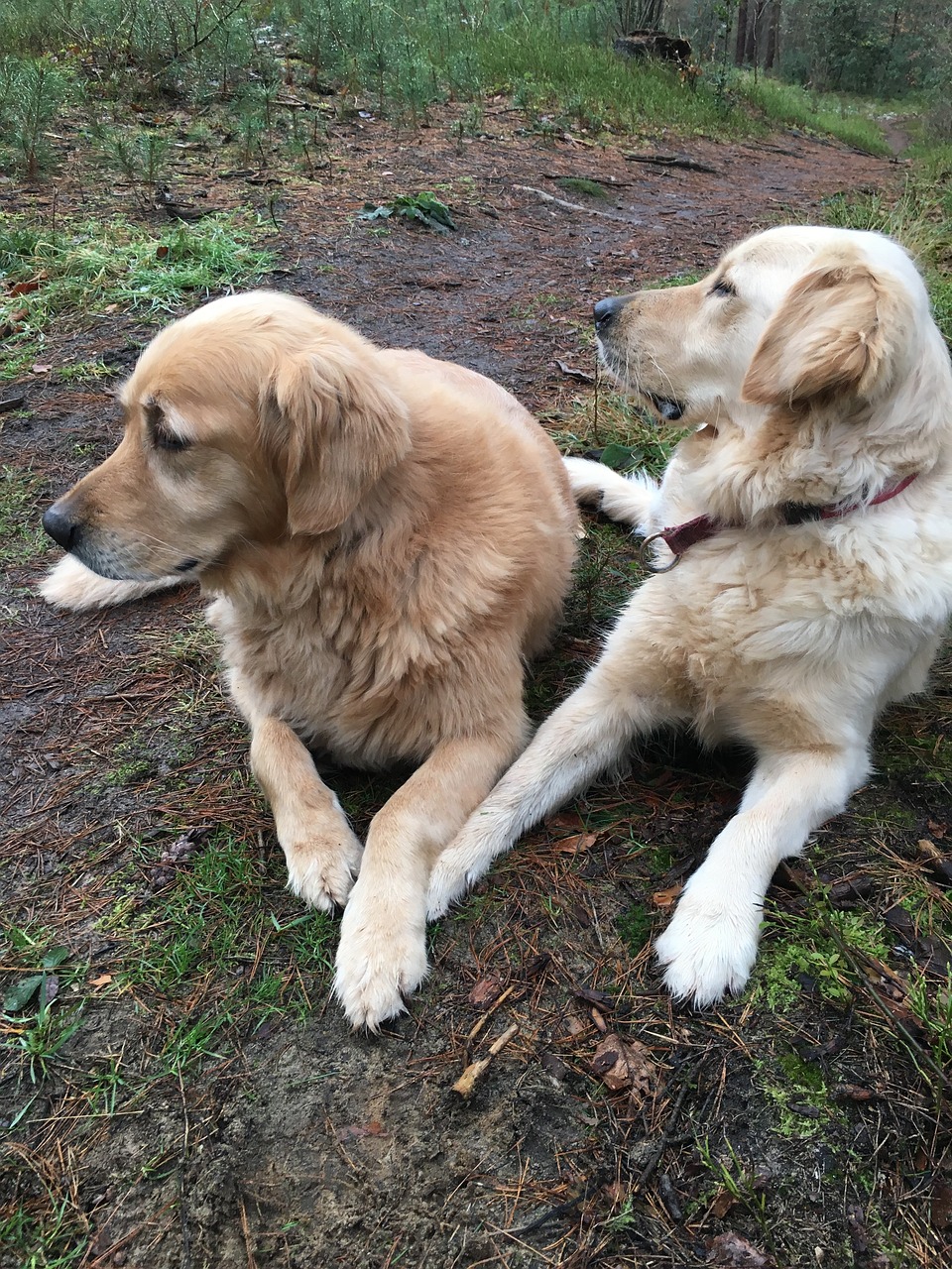 golden retriever dogs pet free photo
