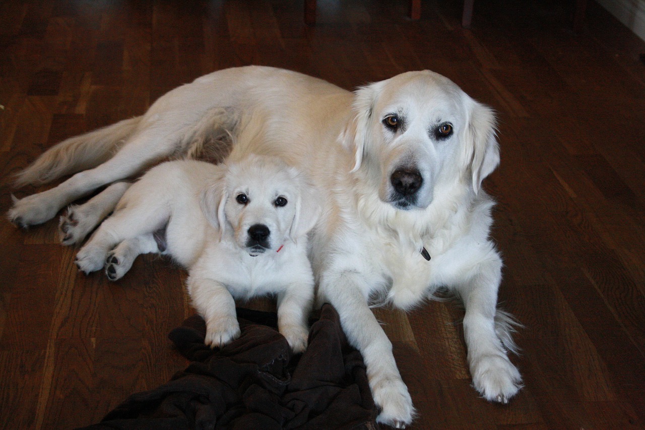 golden retriever friendship pet free photo