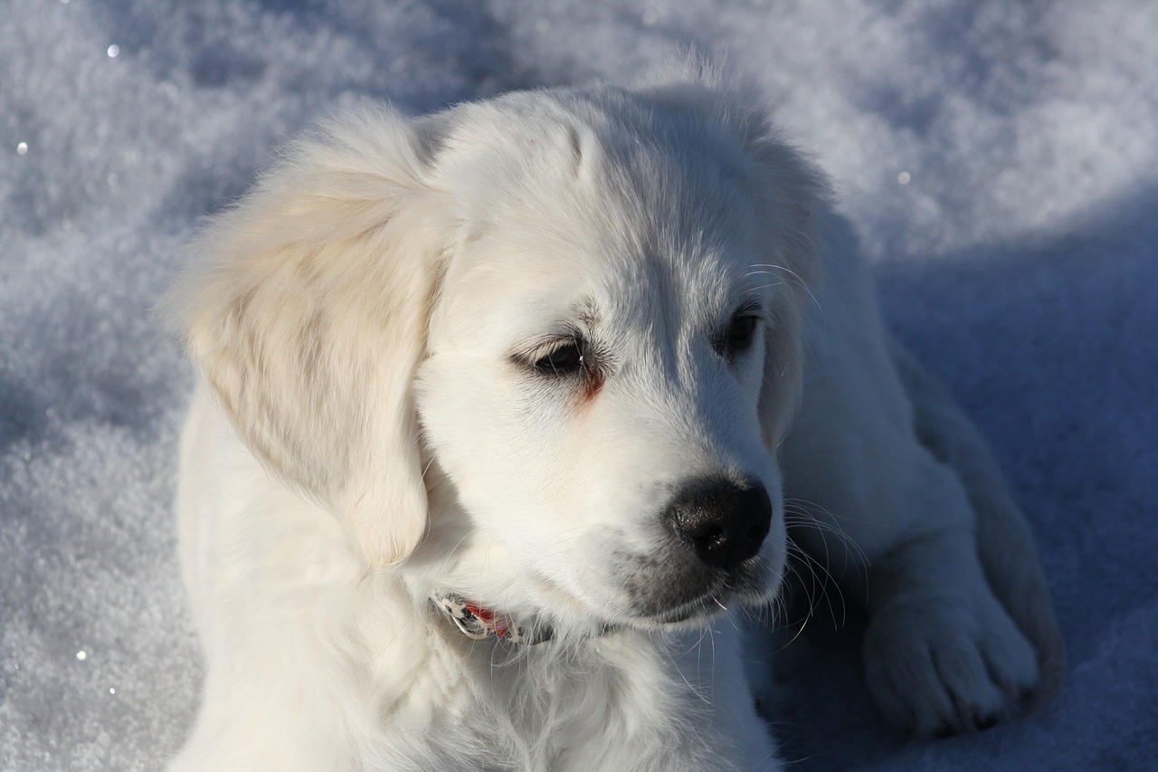 golden retriever puppy dog free photo