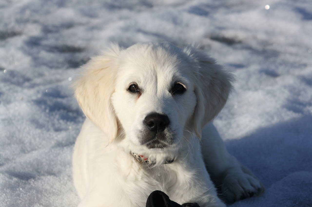 golden retriever puppy dog free photo