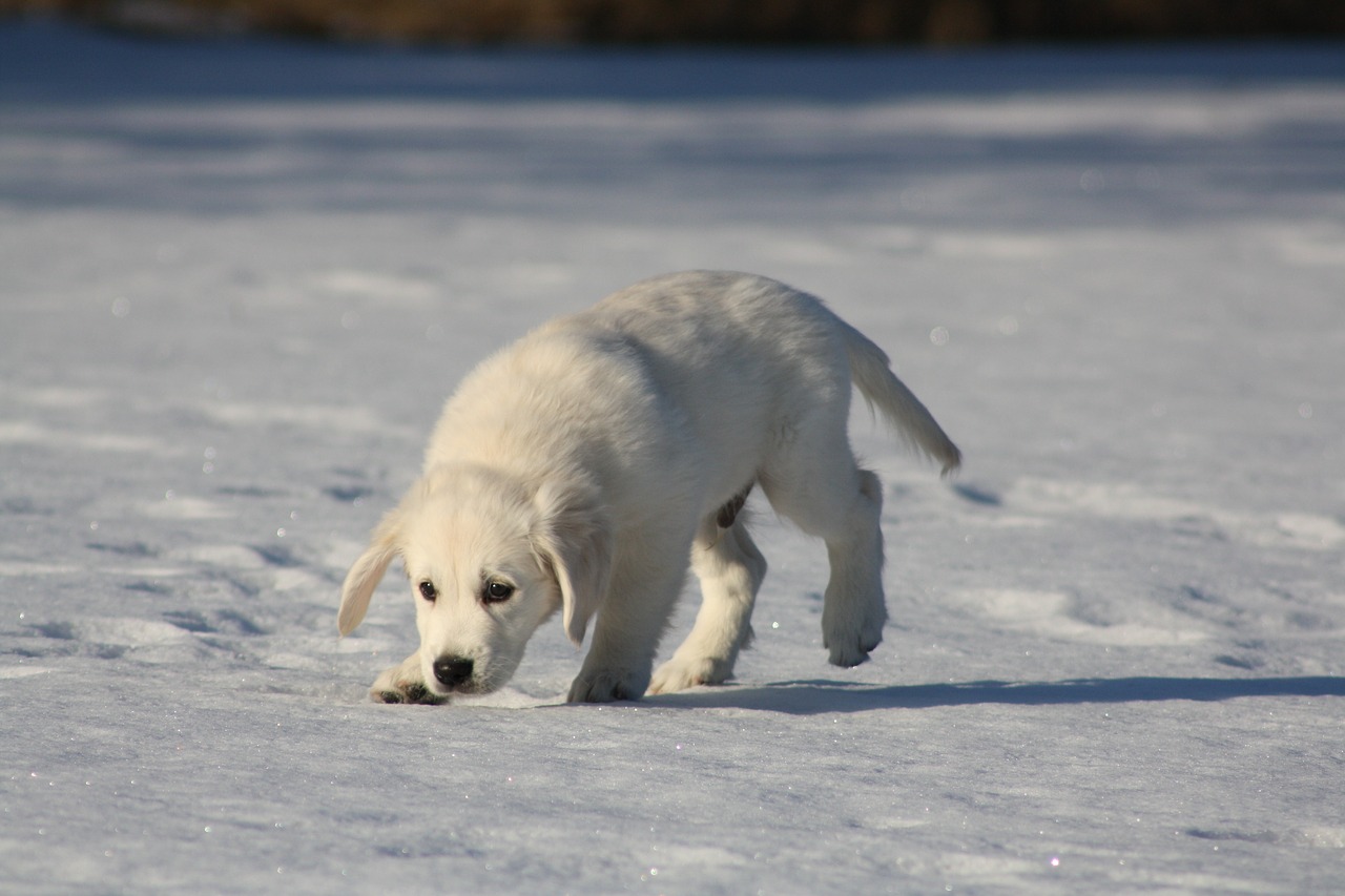 golden retriever puppy dog free photo