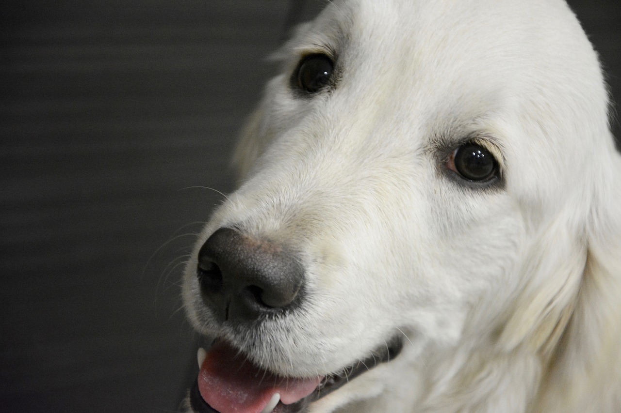 golden retriever head dog free photo