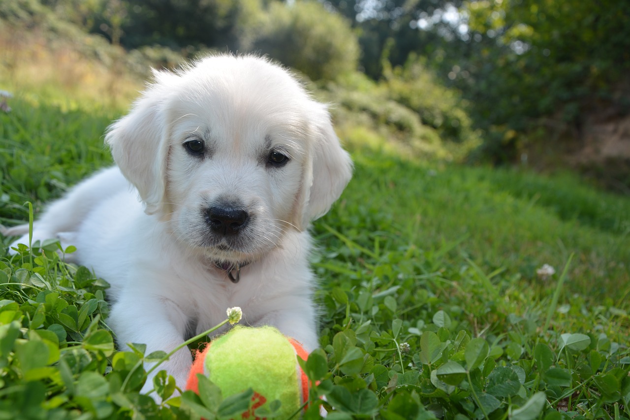 golden retriever dog domestic animal free photo