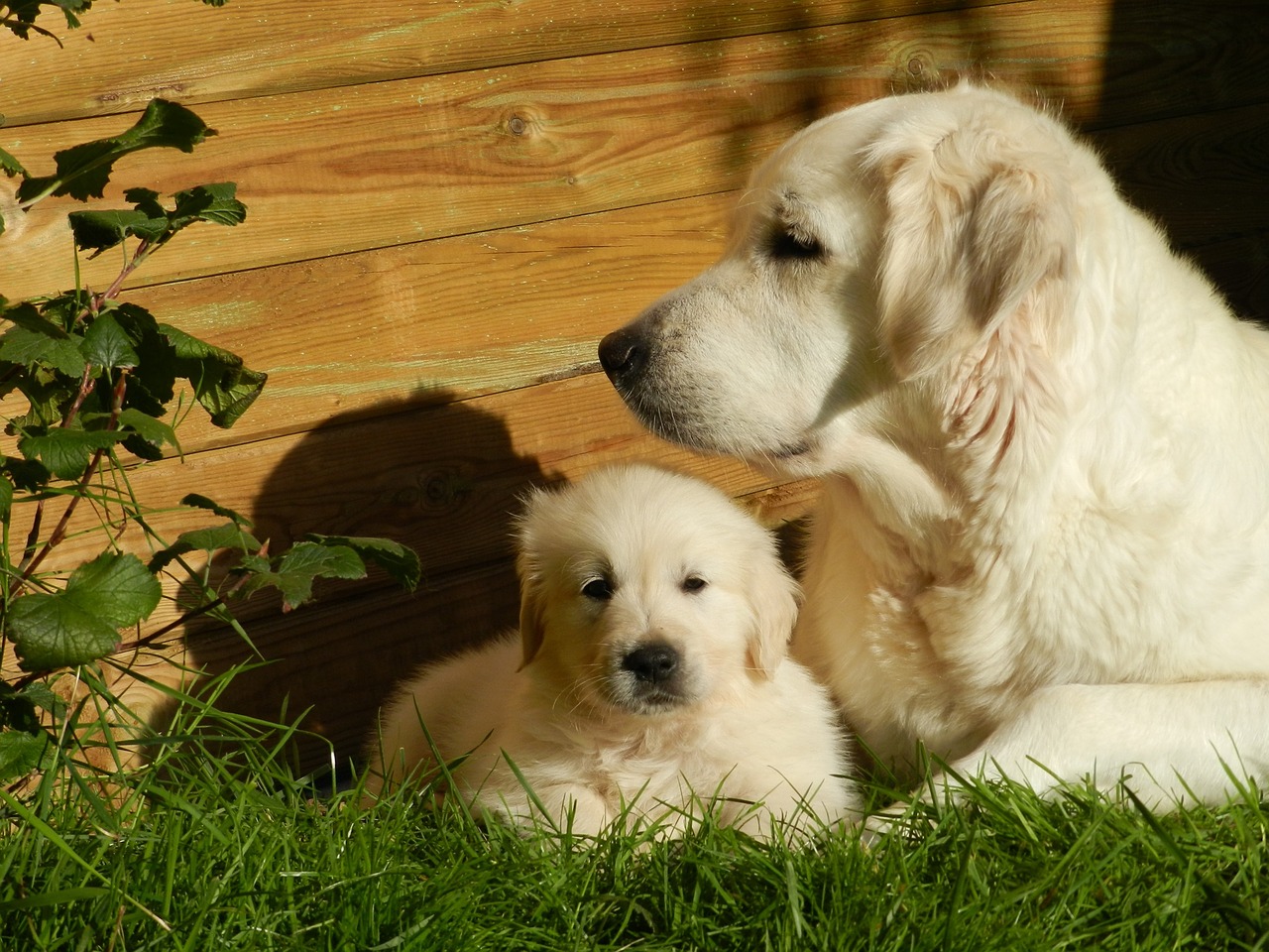 golden retriever dog puppy free photo