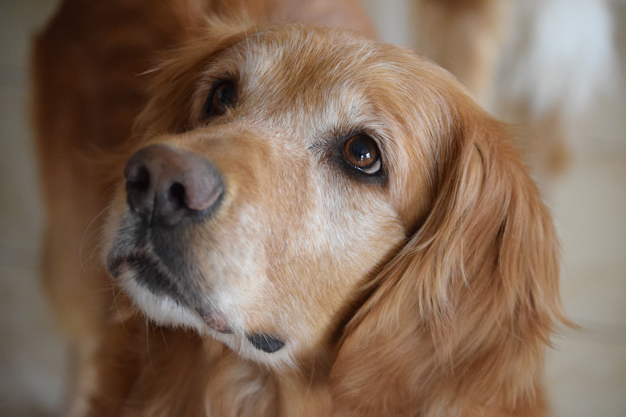 golden retriever hope face free photo