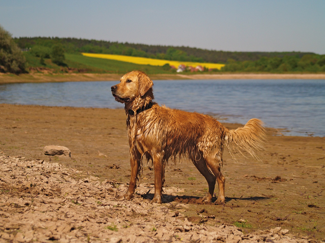 golden retriever dog pet free photo