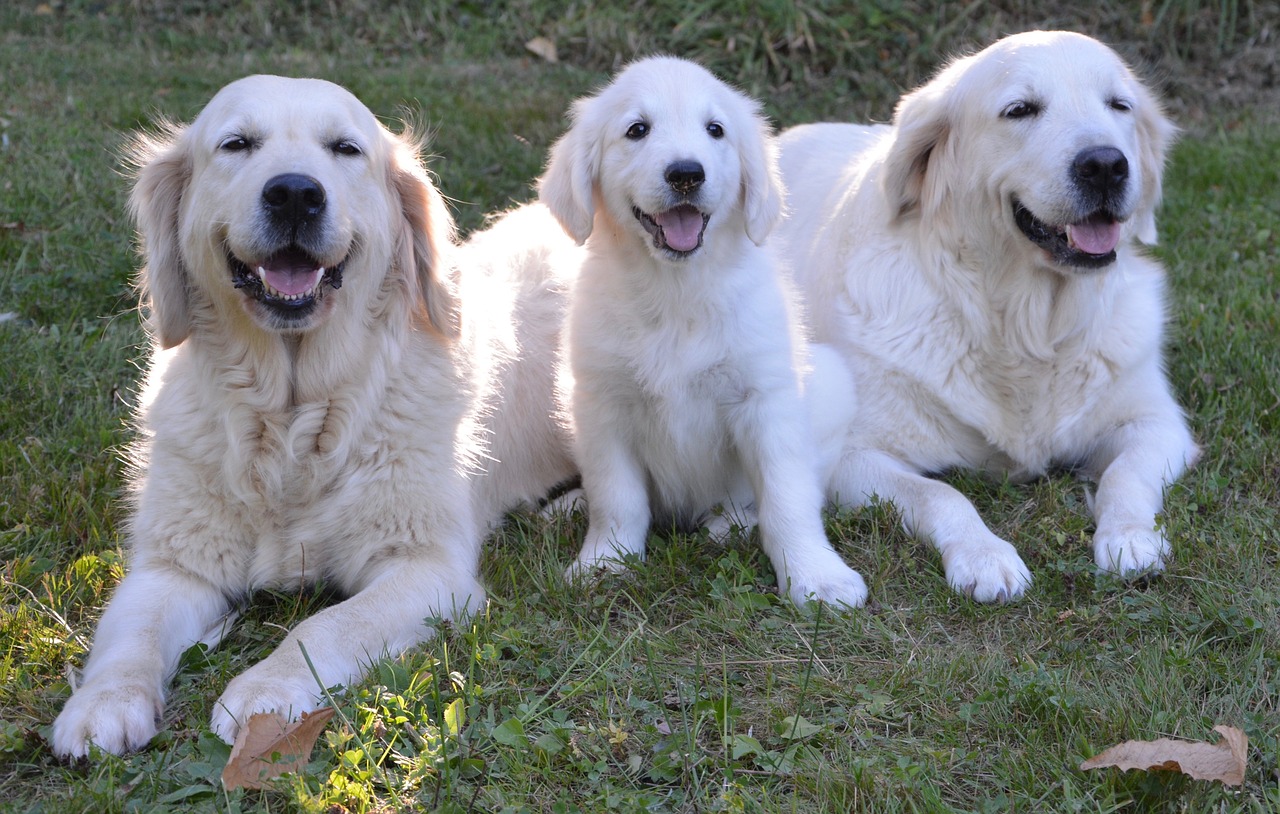 golden retriever dogs puppy free photo