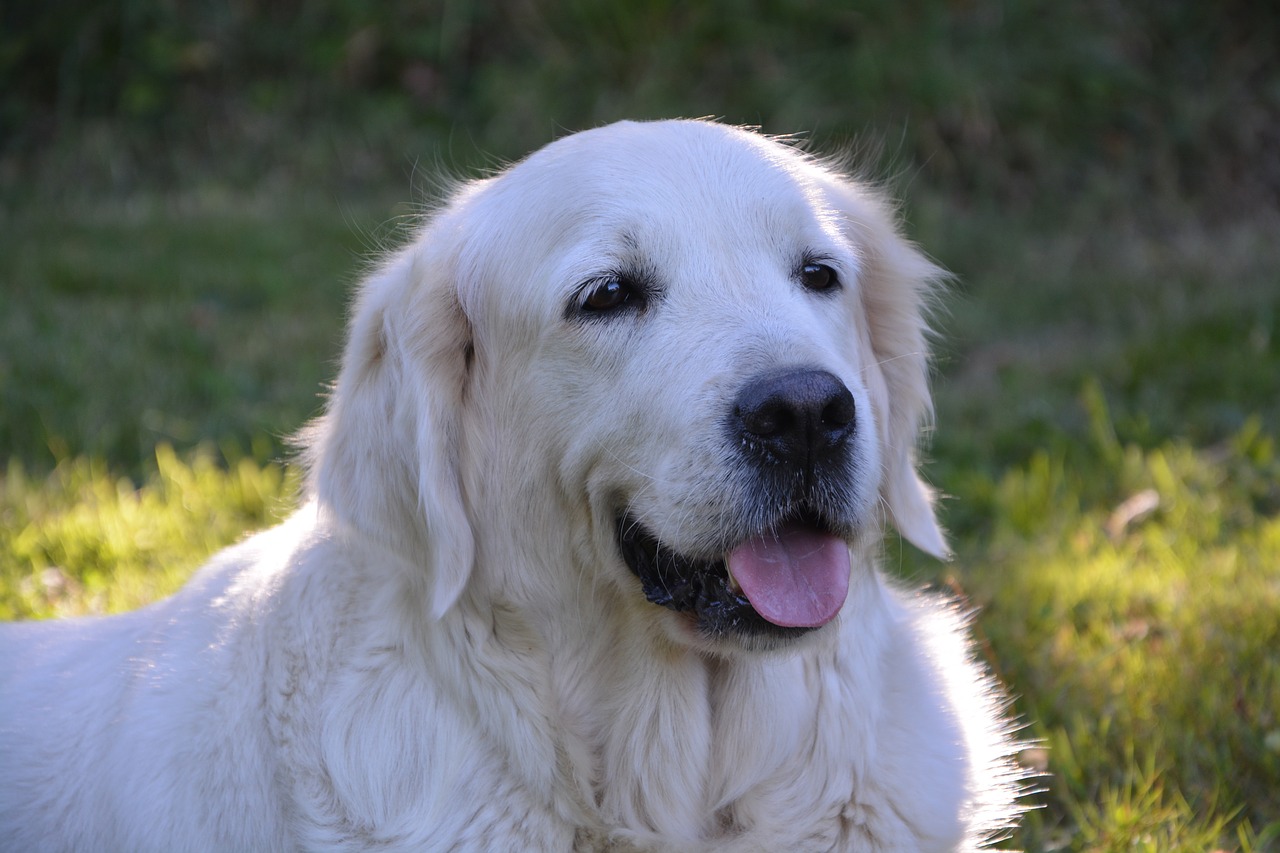 golden retriever bitch female free photo